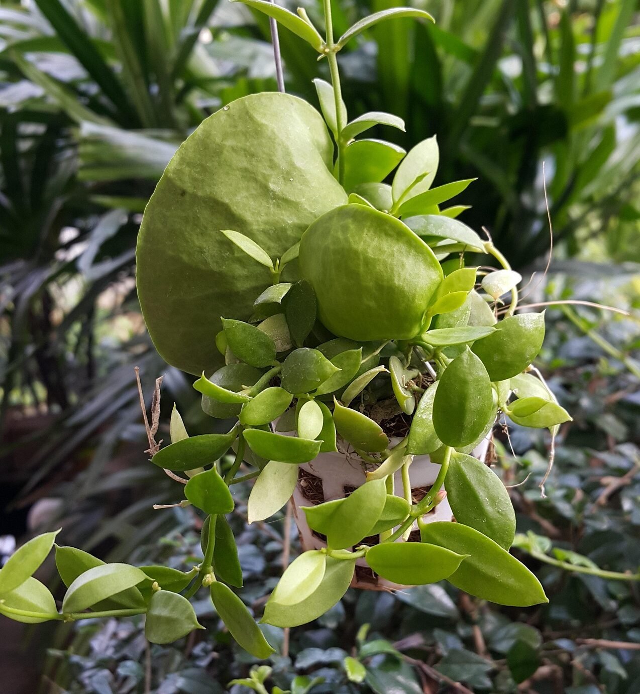 Jenis Tanaman Gantung yang Cantik dan Mudah Dirawat untuk Hiasan Rumah