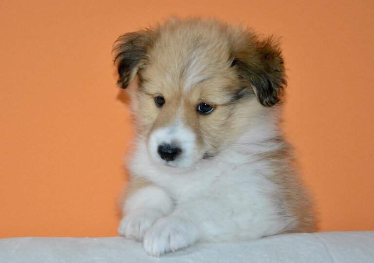 Kutu Anjing: Cara Mendeteksi dan Menghilangkannya dengan Aman