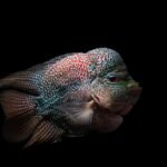 Panduan Lengkap Merawat Ikan Louhan untuk Pemula agar Warna Cerah dan Jenong Besar