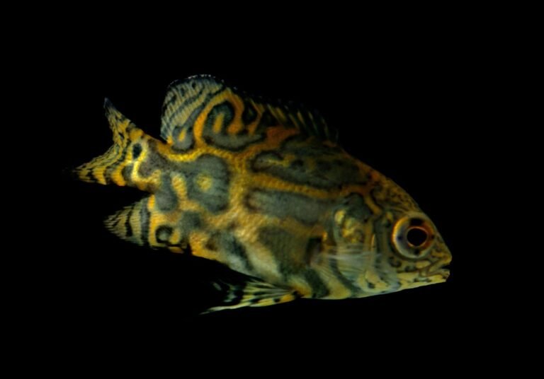 Cara Merawat Ikan Oscar agar Sehat, Aktif, dan Tumbuh Optimal