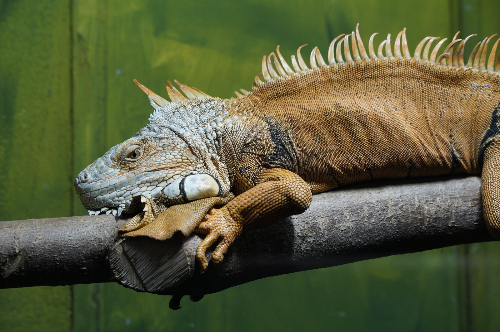 Iguana Tidak Mau Makan? Kenali Penyebab dan Cara Meningkatkan Nafsu Makannya
