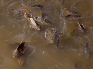 Tips Mancing Mujair di Alam Liar: Umpan, Alat, dan Teknik Lobang