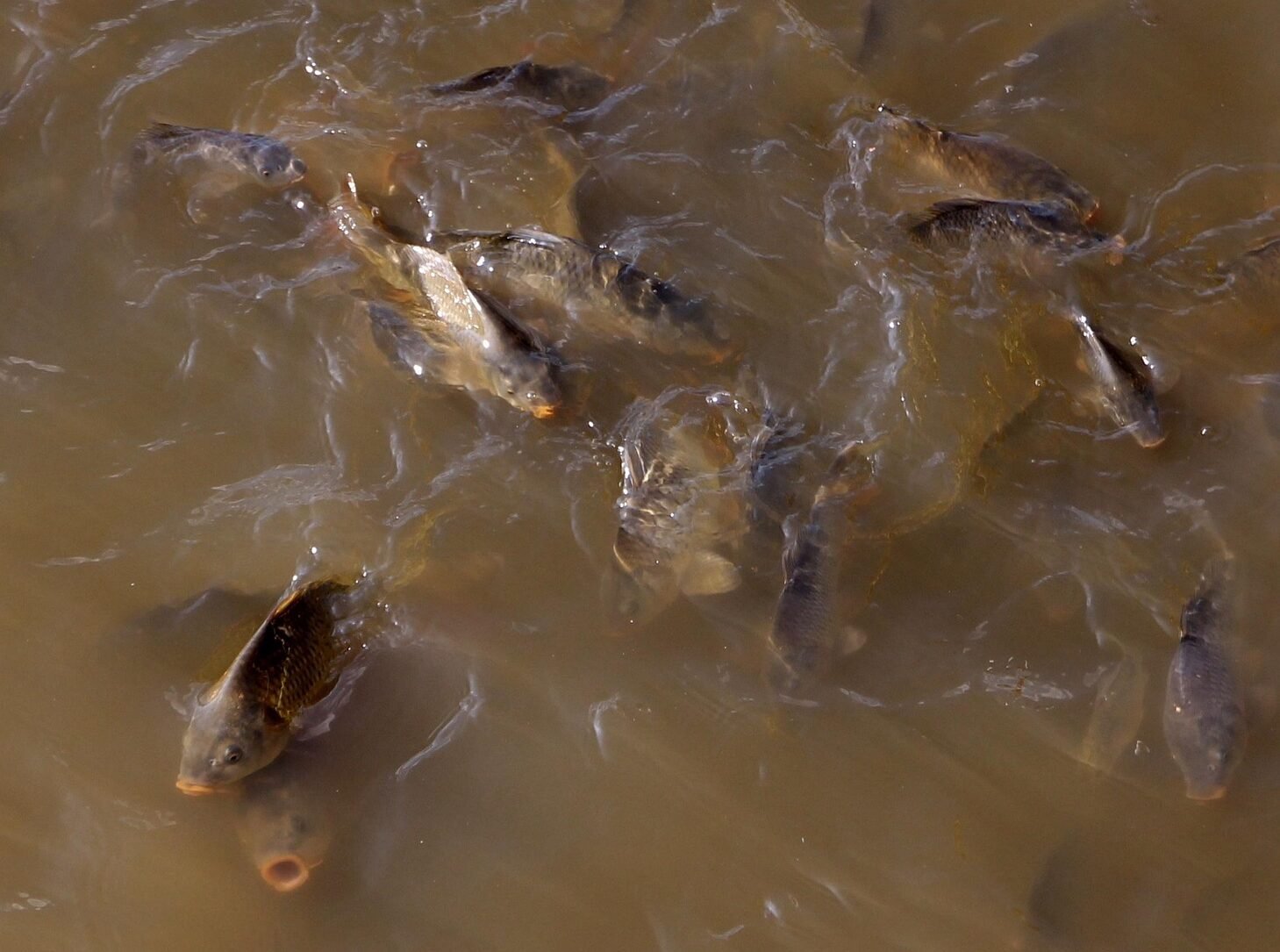 Tips Mancing Mujair di Alam Liar: Umpan, Alat, dan Teknik Lobang