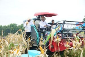 Surplus Jagung Nasional Naik 23 Persen, Pemerintah Dorong Bulog Mulai Ekspor