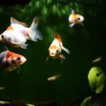 Ikan Hias Air Tawar yang Bisa Dicampur: Cantik, Damai, dan Mudah Dipelihara