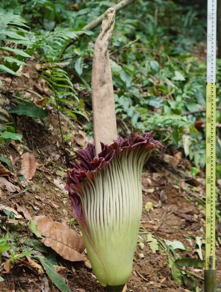 Fenomena Langka! Bunga Bangkai Raksasa Amorphophallus Titanum Mekar di Kebun Raya Bogor, Pengunjung Antre Sejak Dini Hari
