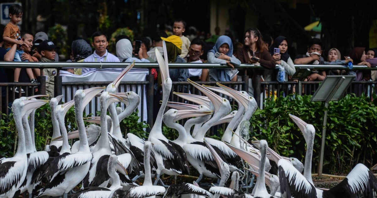 Libur Lebaran, Kebun Binatang Ragunan Jadi Favorit Warga Jakarta