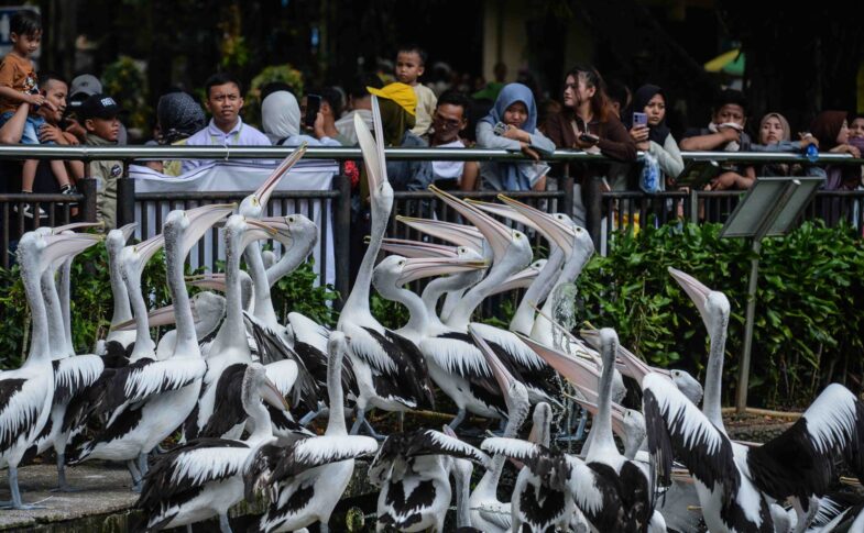 Libur Lebaran, Kebun Binatang Ragunan Jadi Favorit Warga Jakarta