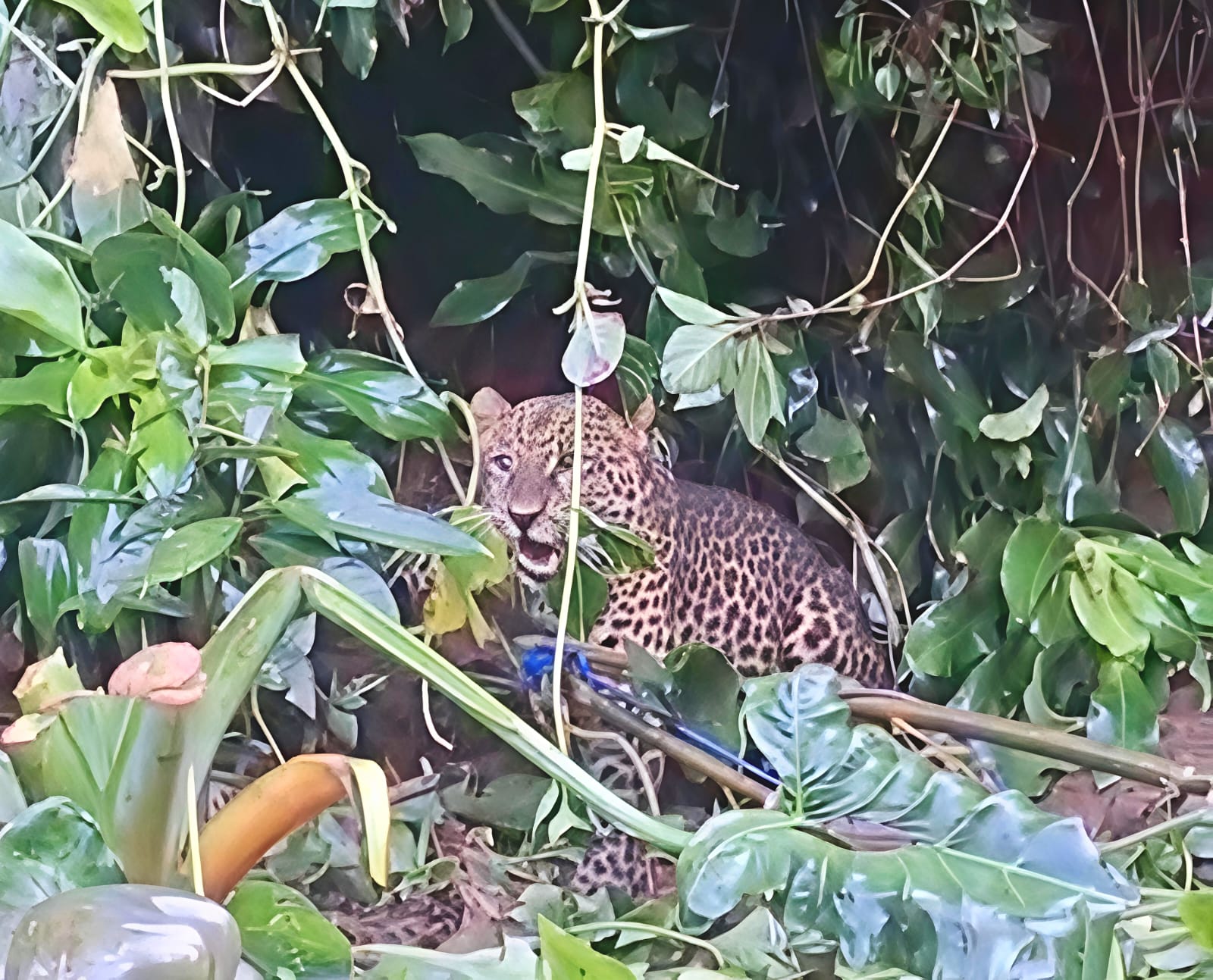 Macan Tutul Gunung Pangrango Masuk Permukiman Warga Cisarua, Berhasil Dievakuasi