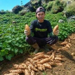 Viral di TikTok, Ubi Madu Keju AEON Dibuat dari Ubi Pilihan GAUTAMA Asal Cilembu