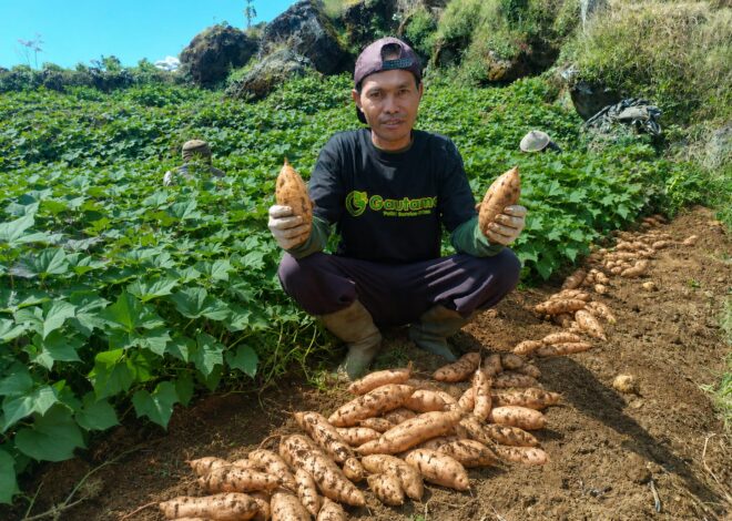 Ubi Cilembu Viral di AEON Ternyata Disuplai GAUTAMA, Pembeli Rela Antre Demi Sensasi Lumer Keju