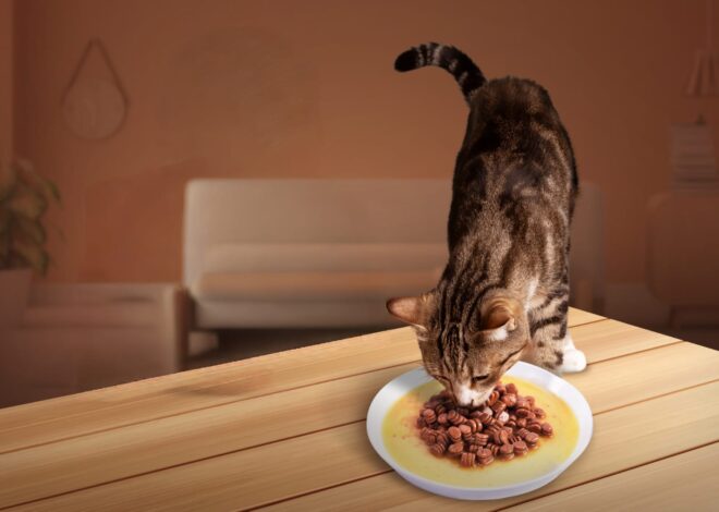 Bio Cat, Pet Food Premium dengan Nutrisi Lengkap untuk Kucing Picky Eater