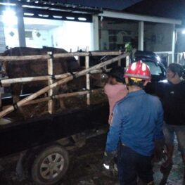 Sapi Kurban Kabur Saat Diturunkan dari Pick Up, Tim Rescue Damkar Parung Lakukan Evakuasi