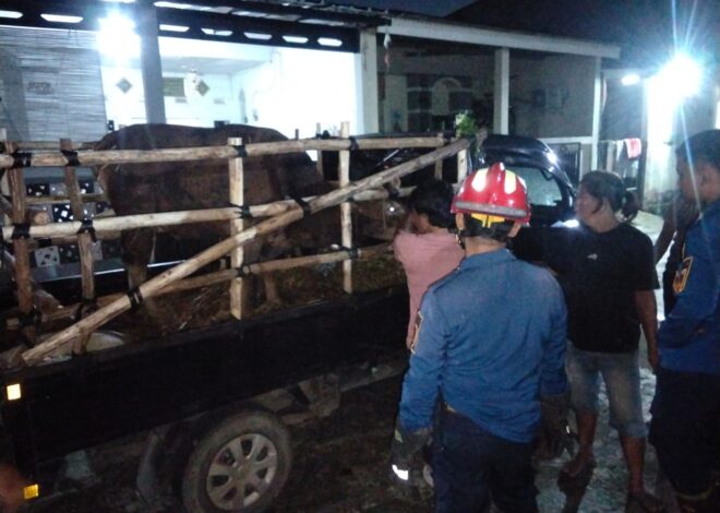 Sapi Kurban Kabur Saat Diturunkan dari Pick Up, Tim Rescue Damkar Parung Lakukan Evakuasi