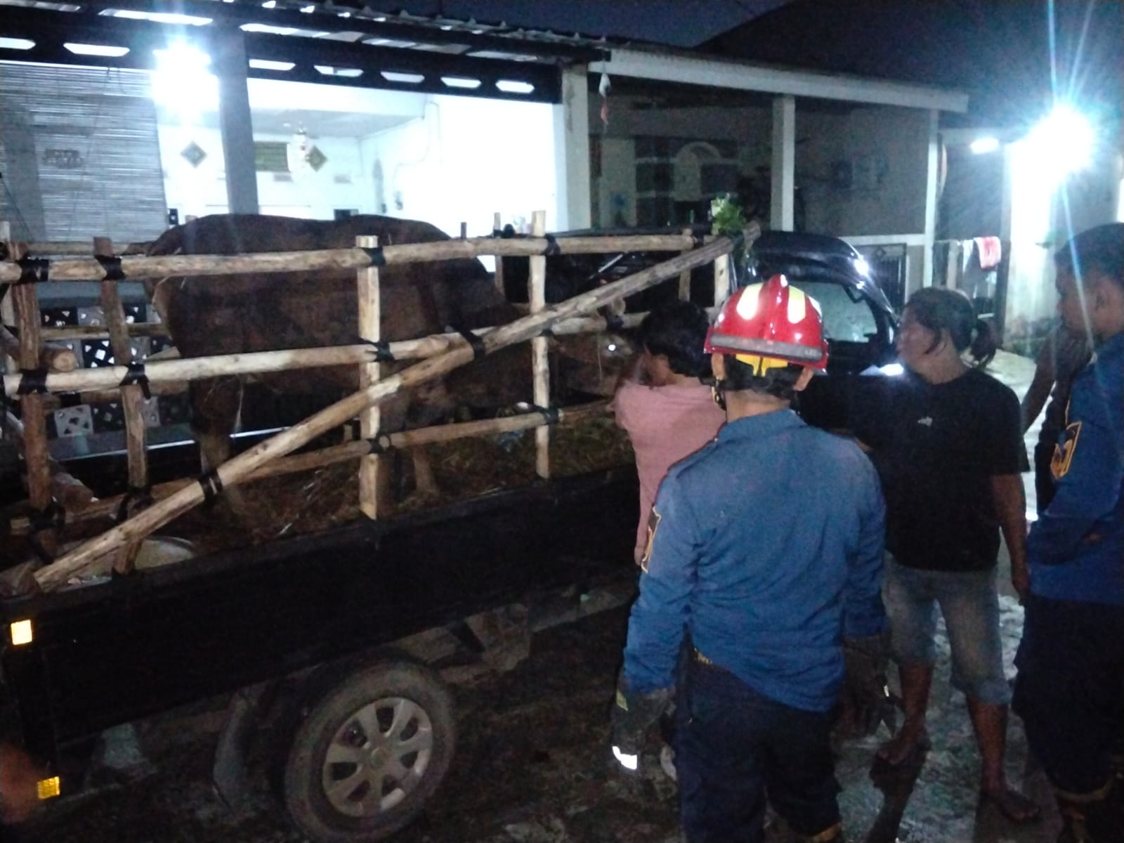 Sapi Kurban Kabur Saat Diturunkan dari Pick Up, Tim Rescue Damkar Parung Lakukan Evakuasi