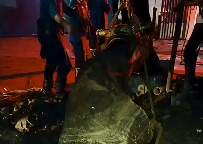 Sapi Kurban Terjatuh ke Lubang Sedalam 3 Meter di Cileungsi, Damkar Bergerak Tengah Malam