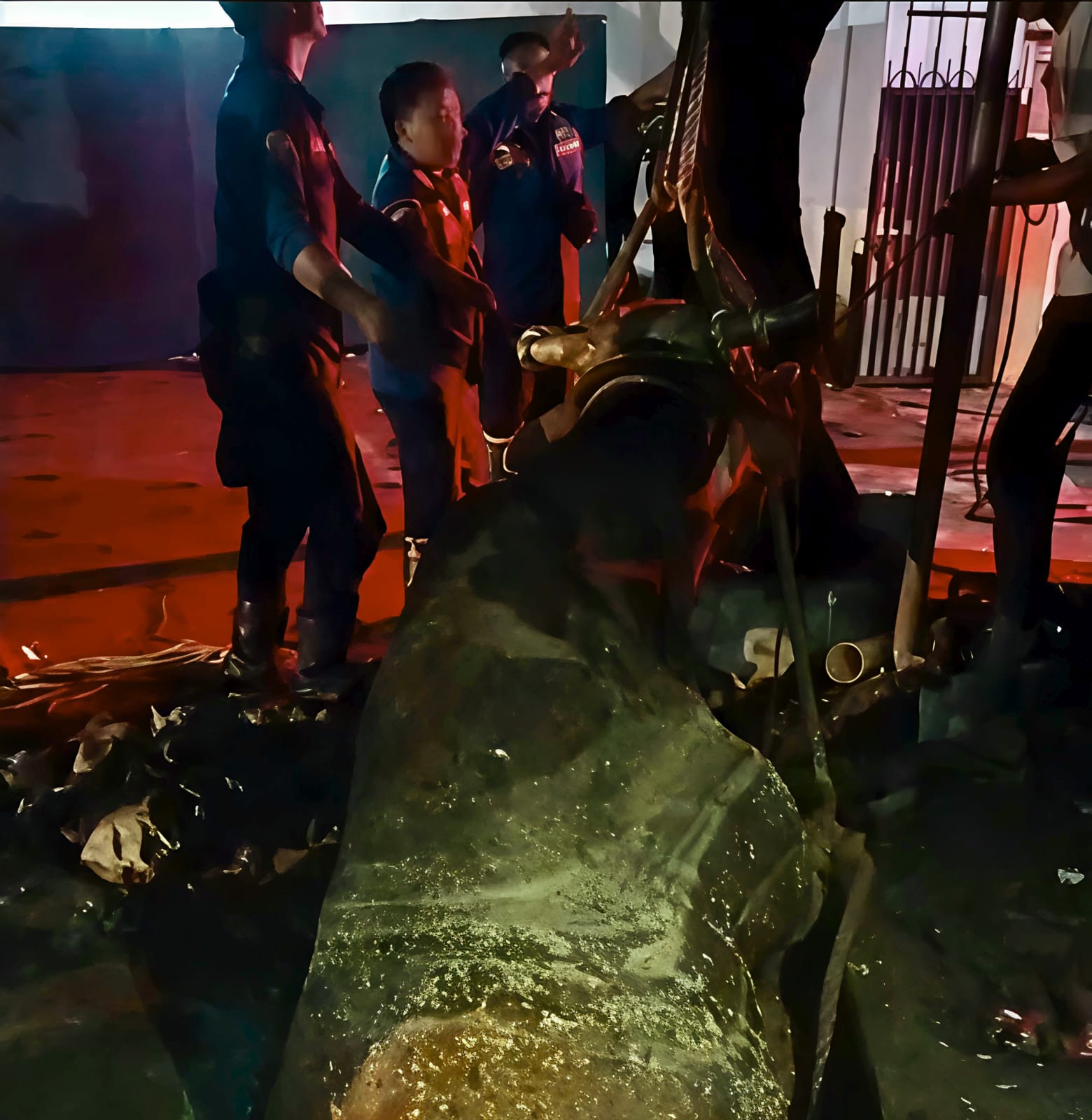 Sapi Kurban Terjatuh ke Lubang Sedalam 3 Meter di Cileungsi, Damkar Bergerak Tengah Malam