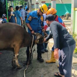 Warga Panik Sapi Kurban Lepas di Area Permukiman, Tim Rescue Damkar Bergerak Cepat