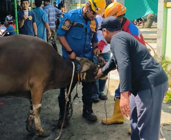 Warga Panik Sapi Kurban Lepas di Area Permukiman, Tim Rescue Damkar Bergerak Cepat