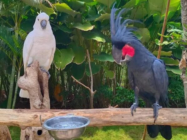 Jakarta Bird Land, Wisata Edukasi Modern di Ancol yang Cocok untuk Anak dan Keluarga