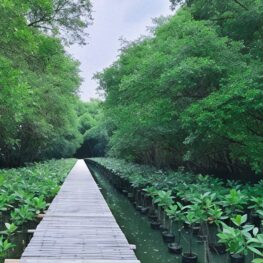 Liburan Murah dan Edukatif di Hutan Mangrove PIK, Cocok untuk Anak dan Keluarga