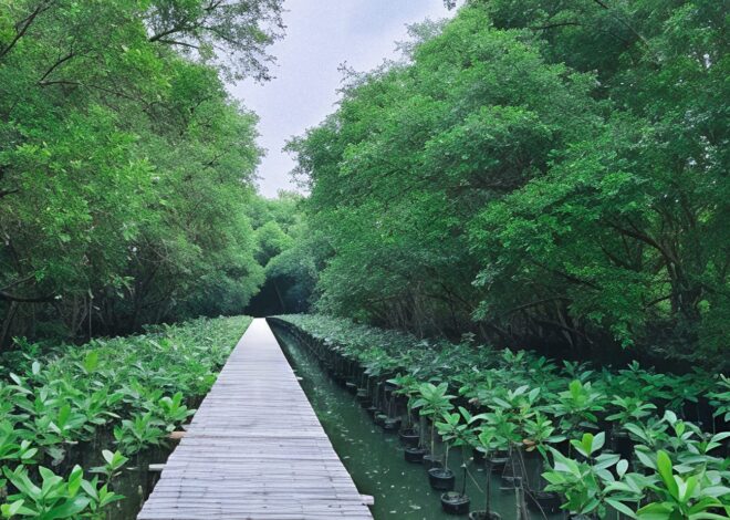 Liburan Murah dan Edukatif di Hutan Mangrove PIK, Cocok untuk Anak dan Keluarga