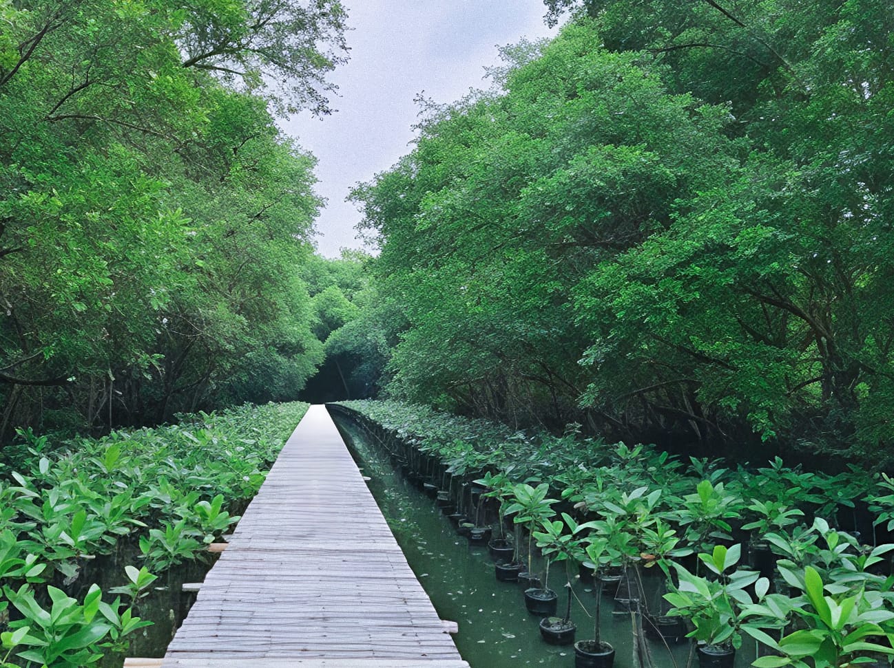 Liburan Murah dan Edukatif di Hutan Mangrove PIK, Cocok untuk Anak dan Keluarga