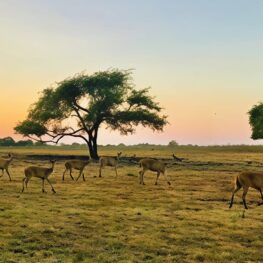 Pesona Africa van Java, Wisata Alam Unik yang Bikin Serasa di Afrika