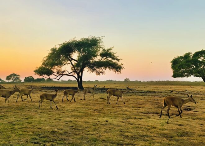 Pesona Africa van Java, Wisata Alam Unik yang Bikin Serasa di Afrika