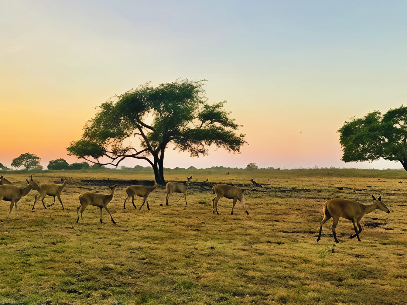 Pesona Africa van Java, Wisata Alam Unik yang Bikin Serasa di Afrika