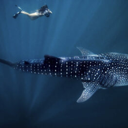 Berenang Bersama Hiu Paus hingga Sailing di Shark Bay, Pesona Australia’s Coral Coast