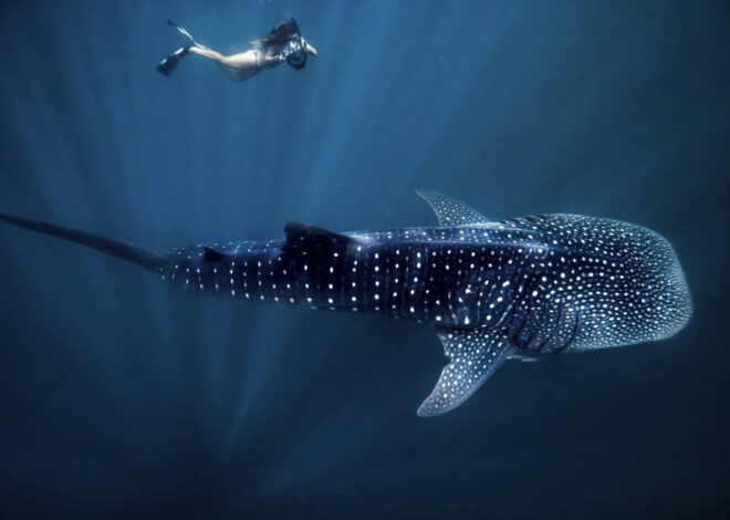 Berenang Bersama Hiu Paus hingga Sailing di Shark Bay, Pesona Australia’s Coral Coast