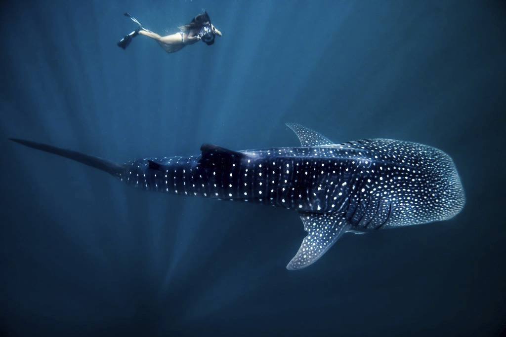Berenang Bersama Hiu Paus hingga Sailing di Shark Bay, Pesona Australia’s Coral Coast