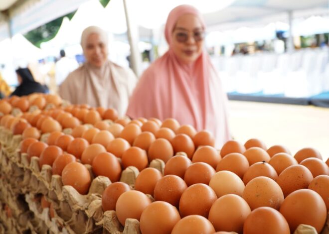 MBG Kembali Bergulir, Harapan Peternak Unggas Ikut Bangkit Seiring Harga Ayam dan Telur Mulai Menguat