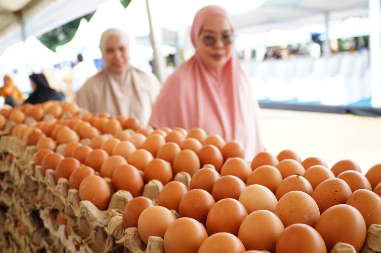 MBG Kembali Bergulir, Harapan Peternak Unggas Ikut Bangkit Seiring Harga Ayam dan Telur Mulai Menguat