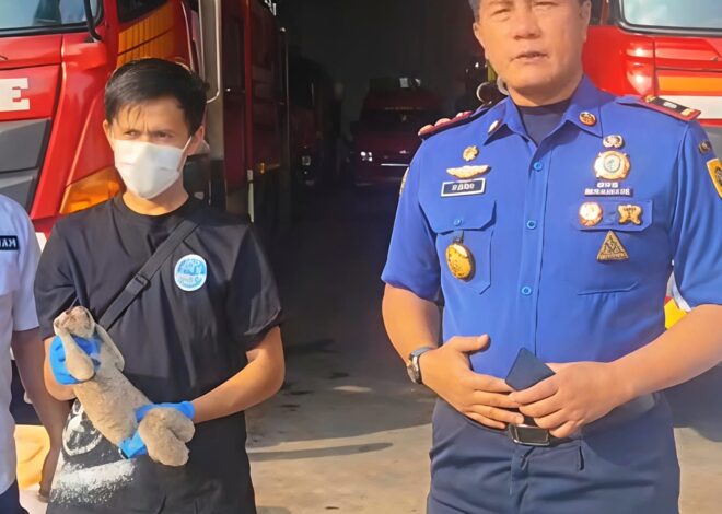 Damkar Kabupaten Bogor Berhasil Evakuasi Kukang Jawa yang Ditemukan Warga di Tanjungsari