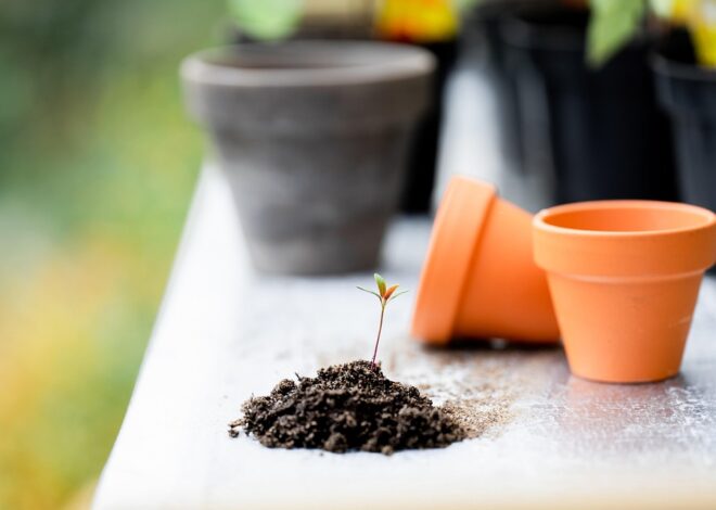 Berkebun di Rumah untuk Pemula: Cara Mudah Memulai Kebun yang Produktif dan Menenangkan