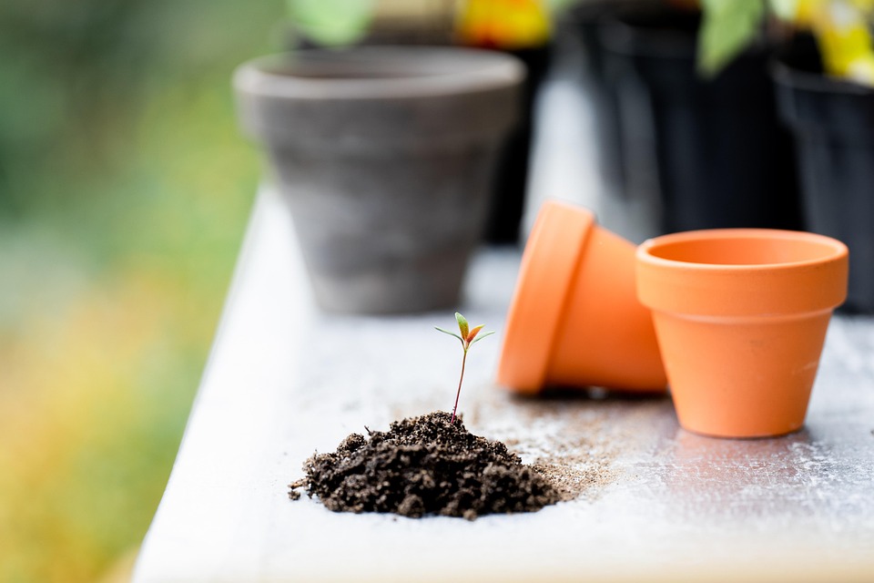 Berkebun di Rumah untuk Pemula: Cara Mudah Memulai Kebun yang Produktif dan Menenangkan