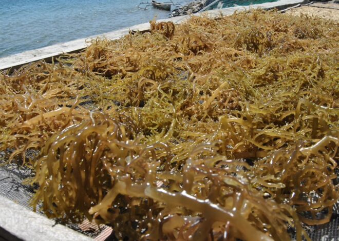 Rumput Laut dan Agar-agar Indonesia Dapat Keuntungan Tarif di Pasar Amerika Serikat