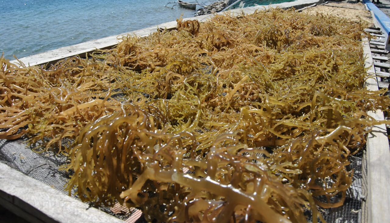 Rumput Laut dan Agar-agar Indonesia Dapat Keuntungan Tarif di Pasar Amerika Serikat