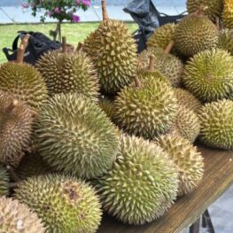 Festival Durian Bogor 2026, Saatnya Kenalkan Durian Lokal ke Pasar Lebih Luas