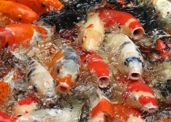 Mau Bisnis Bibit Ikan? Ini Peluang dan Risiko yang Perlu Dipertimbangkan
