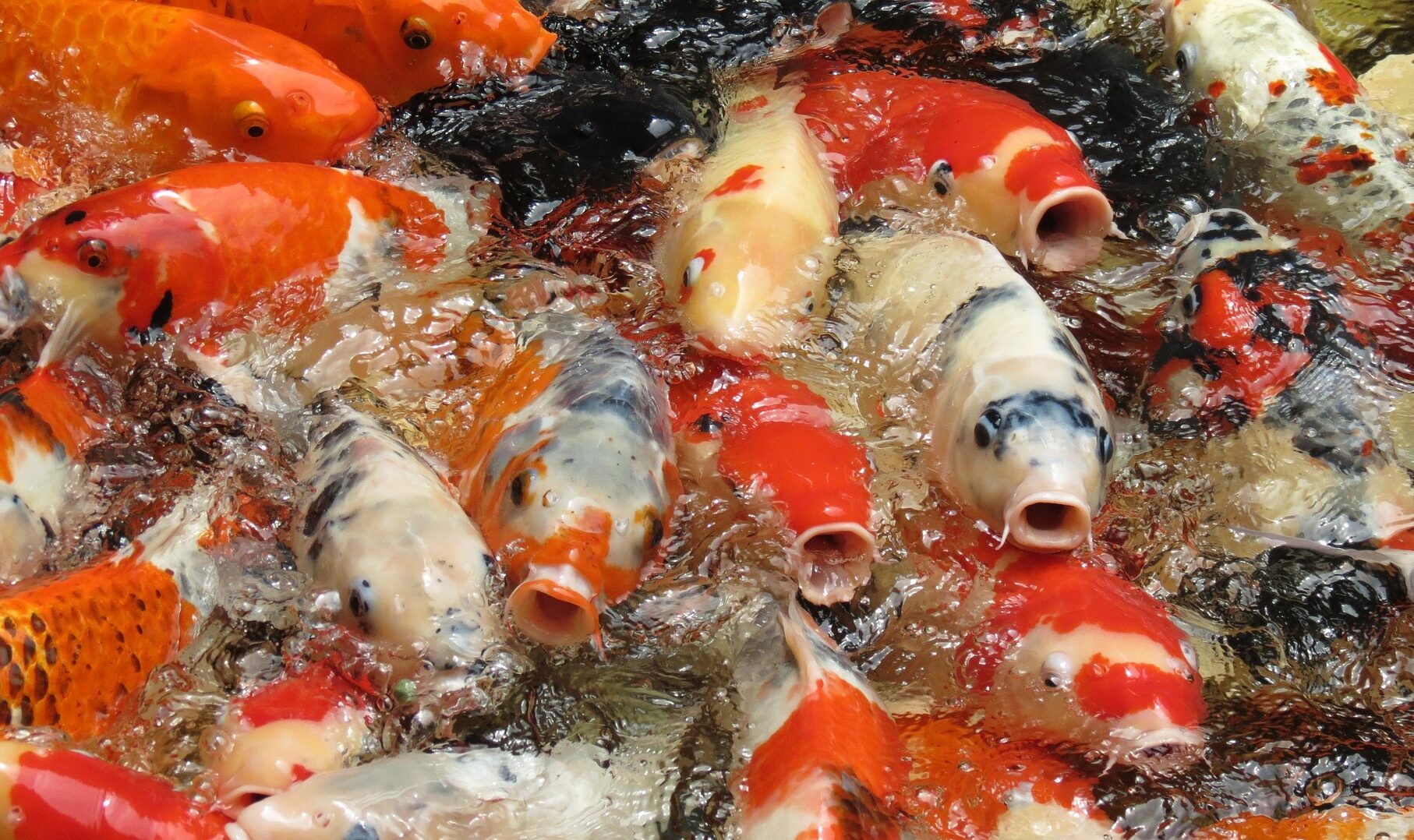 Mau Bisnis Bibit Ikan? Ini Peluang dan Risiko yang Perlu Dipertimbangkan