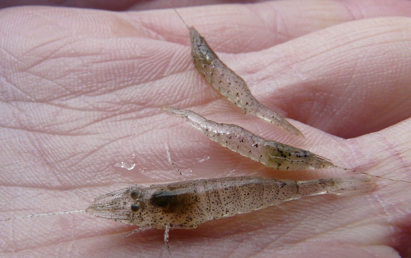 Udang Hidup Bisa Jadi Peluang Usaha dari Hobi Memancing