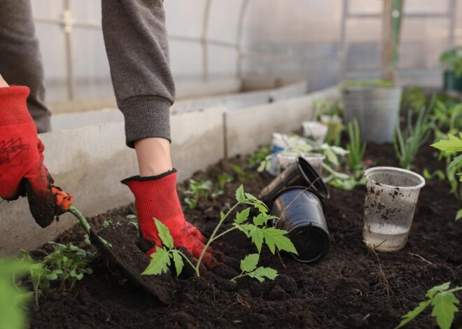 Tak Punya Halaman Luas? Ini Manfaat Berkebun yang Bisa Kamu Rasakan