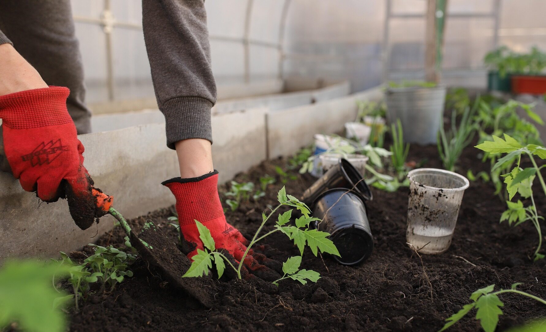 Tak Punya Halaman Luas? Ini Manfaat Berkebun yang Bisa Kamu Rasakan