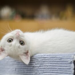 Kucing Tahu Namanya Saat Dipanggil, tapi Kenapa Sering Cuek?