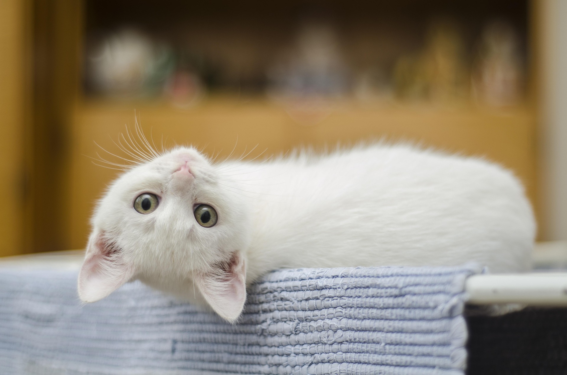 Kucing Tahu Namanya Saat Dipanggil, tapi Kenapa Sering Cuek?